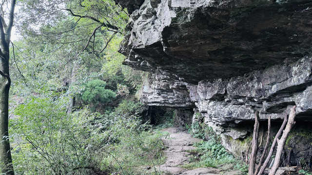 天目山 大树景区8