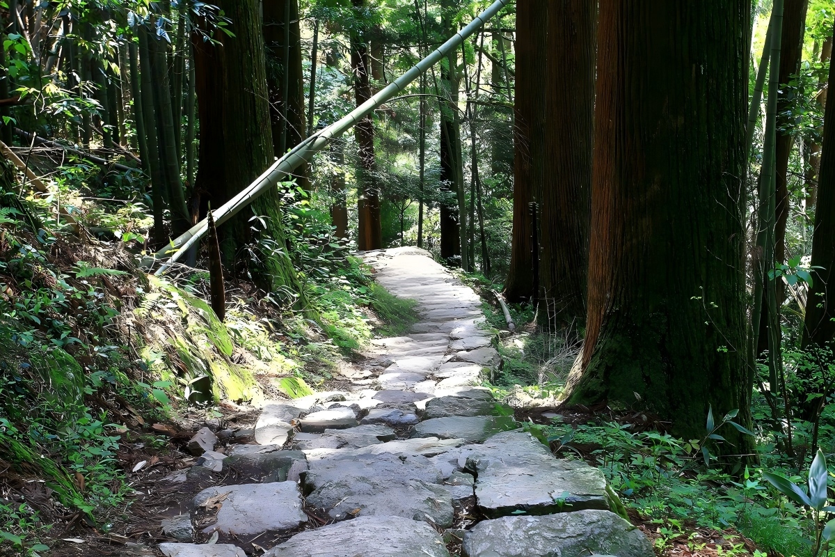 天目山 大树景区4