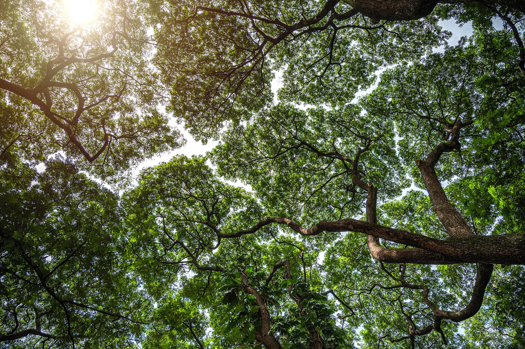天目山 大树景区2